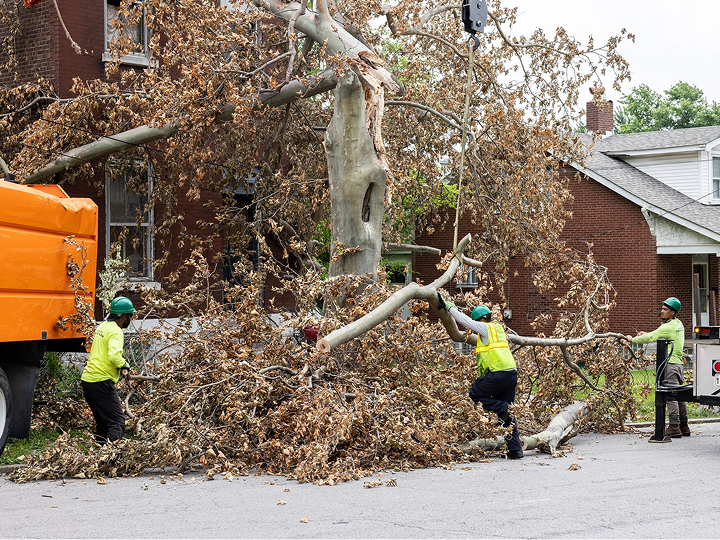 A large uprooted tree and scattered debris lay across the sidewalk and front yard of a historic brick house in St. Louis under a grey sky.
